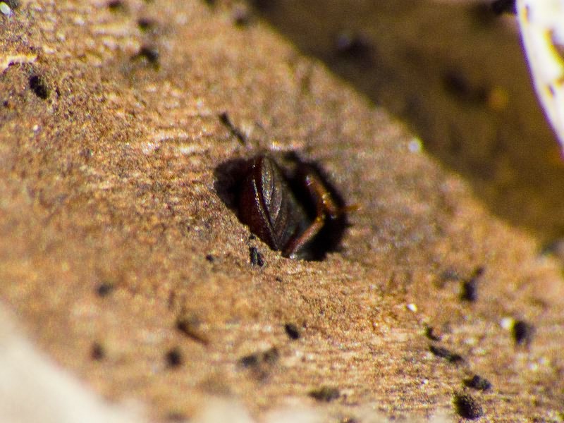 Bitoma crenata (Fabricius, 1775)